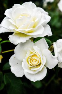 El Aroma de los Siglos: Cómo la Rosa Conquistó la Perfumería y la Cosmética