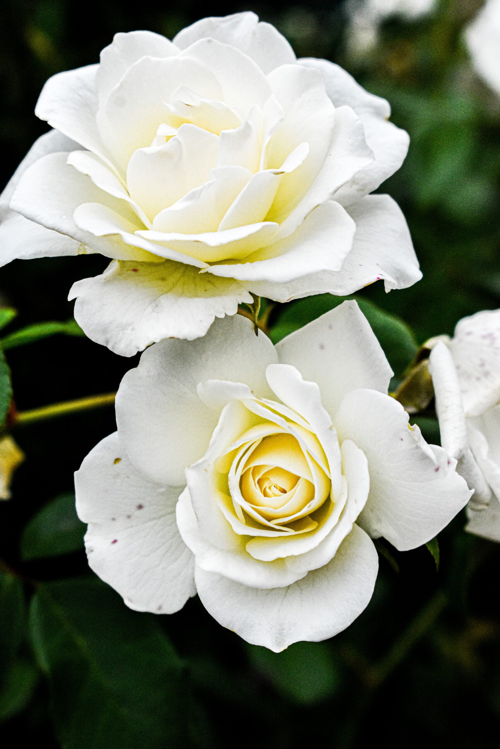 El Aroma de los Siglos: Cómo la Rosa Conquistó la Perfumería y la Cosmética