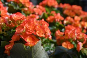 ¿Begonias en agua?