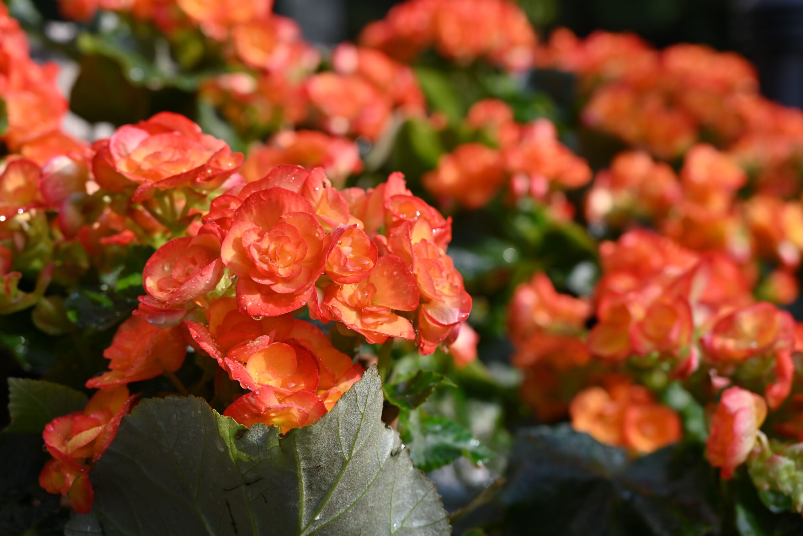 ¿Begonias en agua?