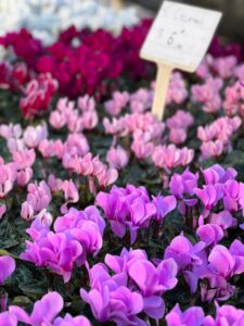 El Secreto del Invierno: Cómo Llenar tu Casa de Color con Violetas de los Alpes
