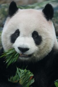 ¿Por qué salvar al lince, al oso panda gigante y al kākāpō nos salva a nosotros?