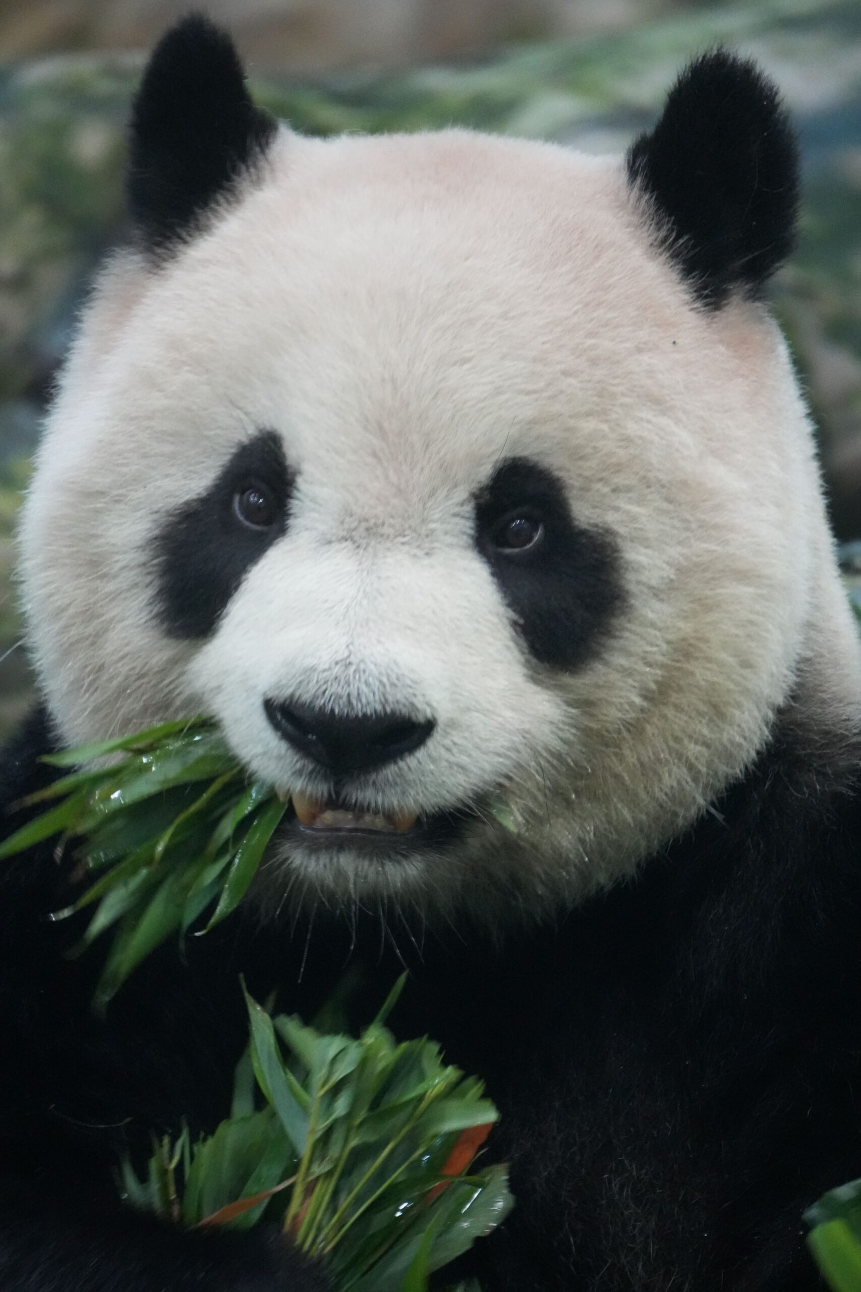 ¿Por qué salvar al lince, al oso panda gigante y al kākāpō nos salva a nosotros?