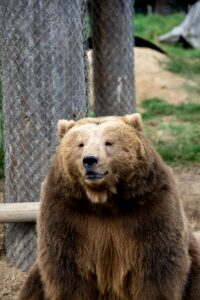 Una ciudad japonesa suspende las clases en 94 escuelas tras el primer avistamiento de un oso en su historia