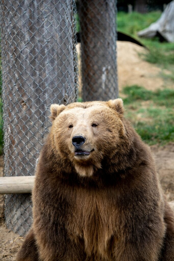 Una ciudad japonesa suspende las clases en 94 escuelas tras el primer avistamiento de un oso en su historia