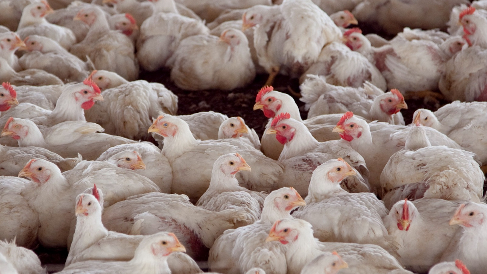Argentina logró la reapertura del mercado chileno y peruano para la exportación de carne aviar