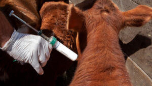 SENASA simplifica el ingreso de vacunas veterinarias bovinas mediante el sistema de equivalencias