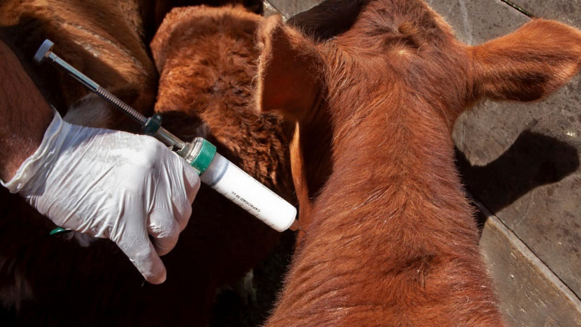 SENASA simplifica el ingreso de vacunas veterinarias bovinas mediante el sistema de equivalencias