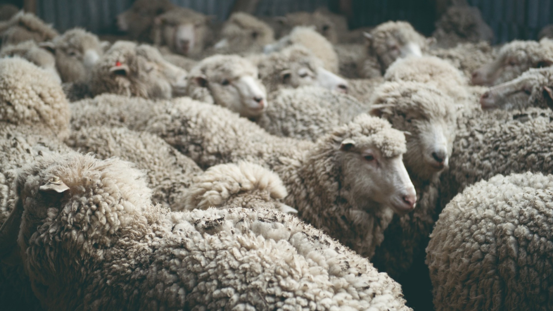 Zafra 2025/2026: Las exportaciones de lana aumentaron 57%