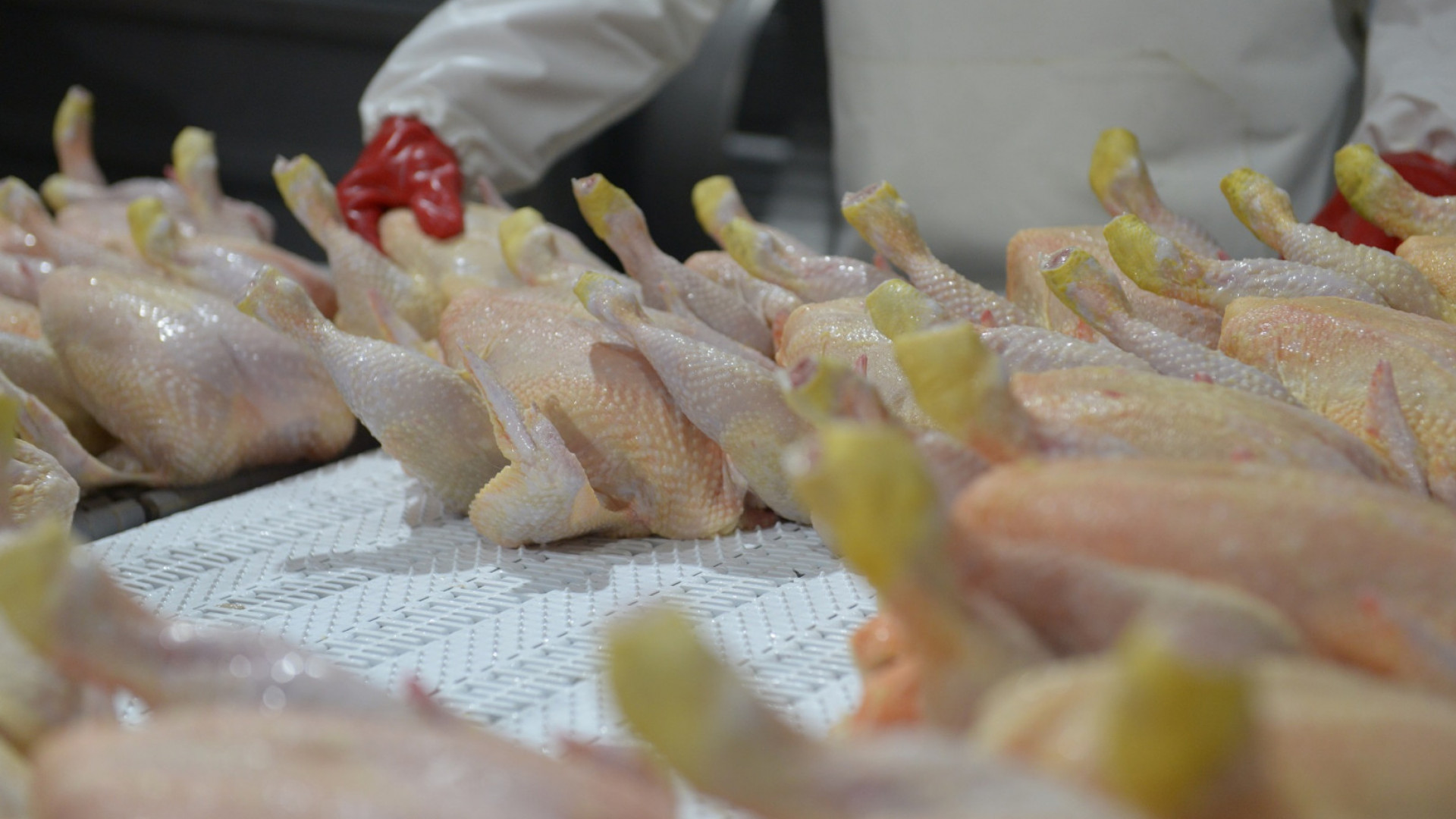 Argentina logró la reapertura del mercado de la Unión Europea para exportar carne fresca aviar