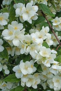 Celindos: el secreto de un jardín perfumado y con encanto natural