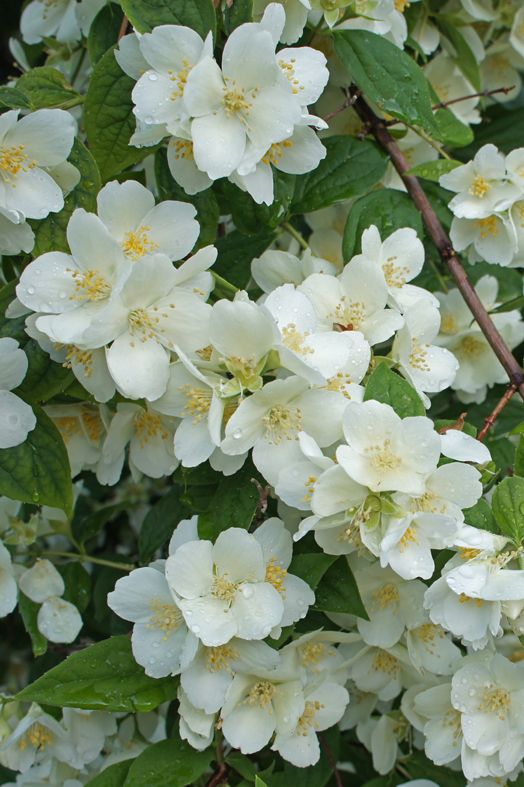 Celindos: el secreto de un jardín perfumado y con encanto natural