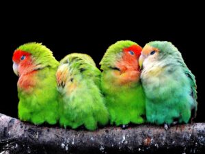 El regreso del loro multicolor perdido de Argentina