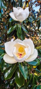 MAGNOLIAS SU HISTORIA