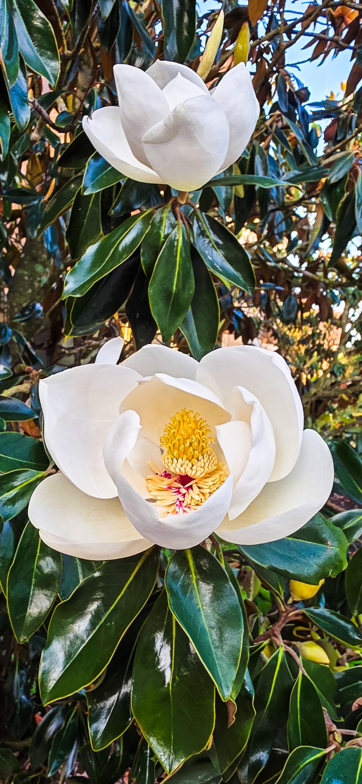 MAGNOLIAS SU HISTORIA