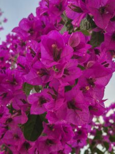 Santa Rita:  De la Selva Sudamericana a los Jardines del Mundo