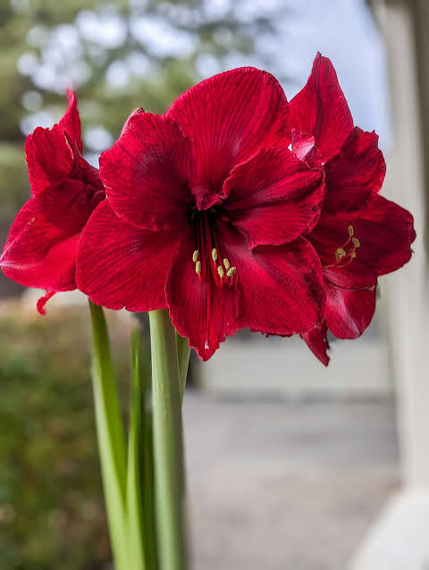 El poder del rojo: Cómo transformar tus espacios con la tendencia botánica más audaz