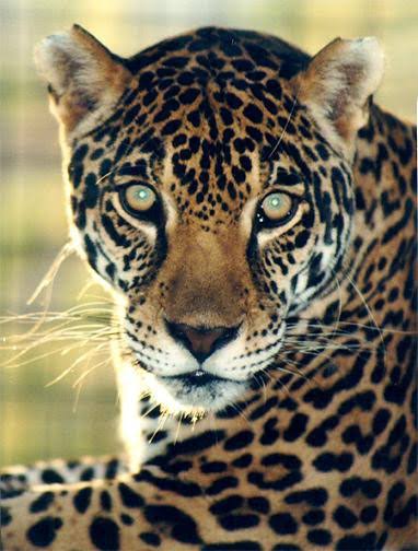 HISTORIA DEL JAGUAR EN EL MUNDO MAYA YUCATECO