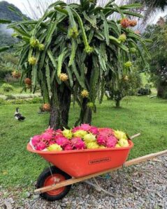 Pitaya: la fruta exótica que conquistó el mundo y seduce por su sabor, color y propiedades