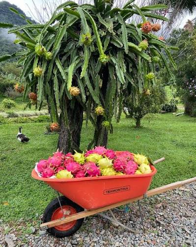 Pitaya: la fruta exótica que conquistó el mundo y seduce por su sabor, color y propiedades