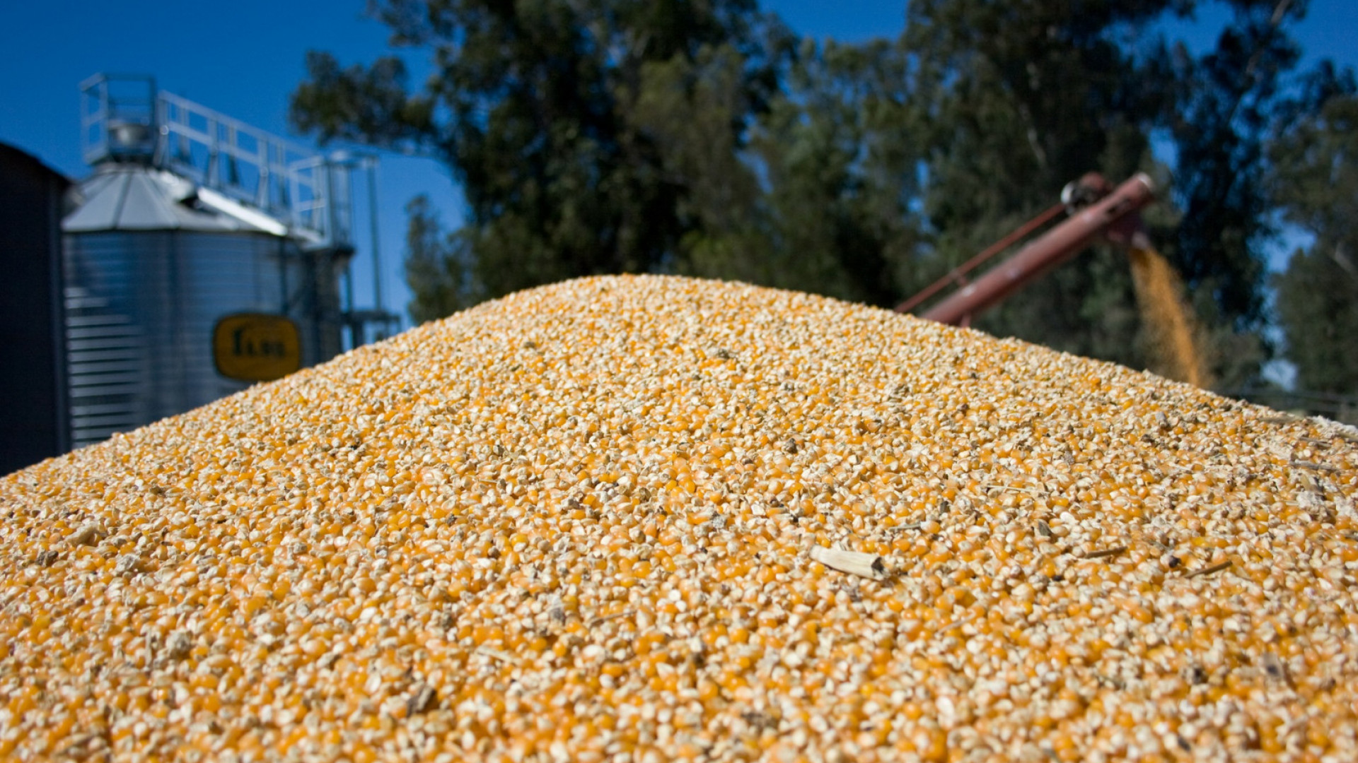 La producción de maíz marca un récord histórico con 71,5 millones de toneladas