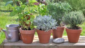 La Escuela de Jardinería ofrece cursos y talleres abiertos destinados a toda la comunidad