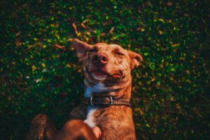 De razas sagradas al Perro Criollo: El mapa canino que define la identidad de América Latina