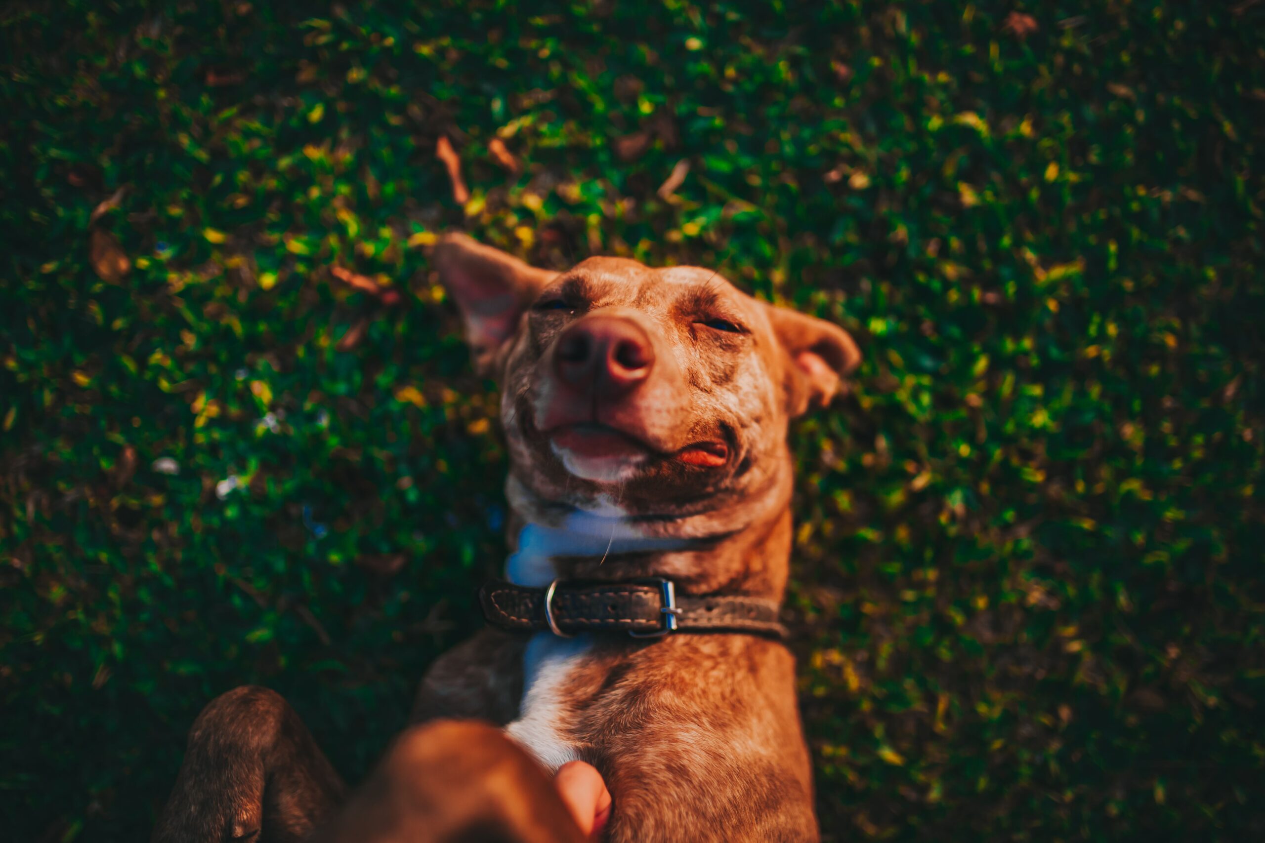 De razas sagradas al Perro Criollo: El mapa canino que define la identidad de América Latina