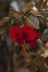 HIBISCUS El Elixir Rubí que Despertó a los Dioses y Conquista el Bienestar Moderno