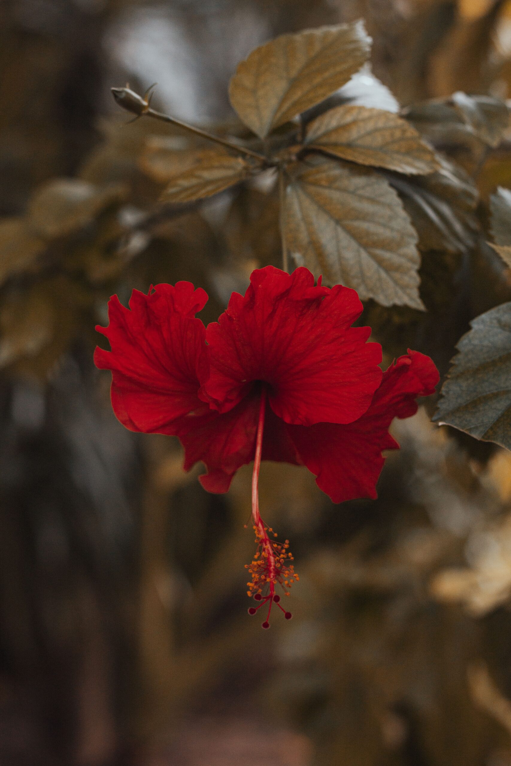 HIBISCUS El Elixir Rubí que Despertó a los Dioses y Conquista el Bienestar Moderno