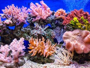 Los corales son un ecosistema fundamental