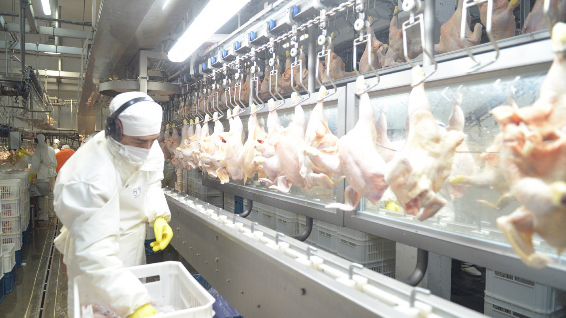 Argentina logró la reapertura del mercado del Reino Unido para la carne aviar