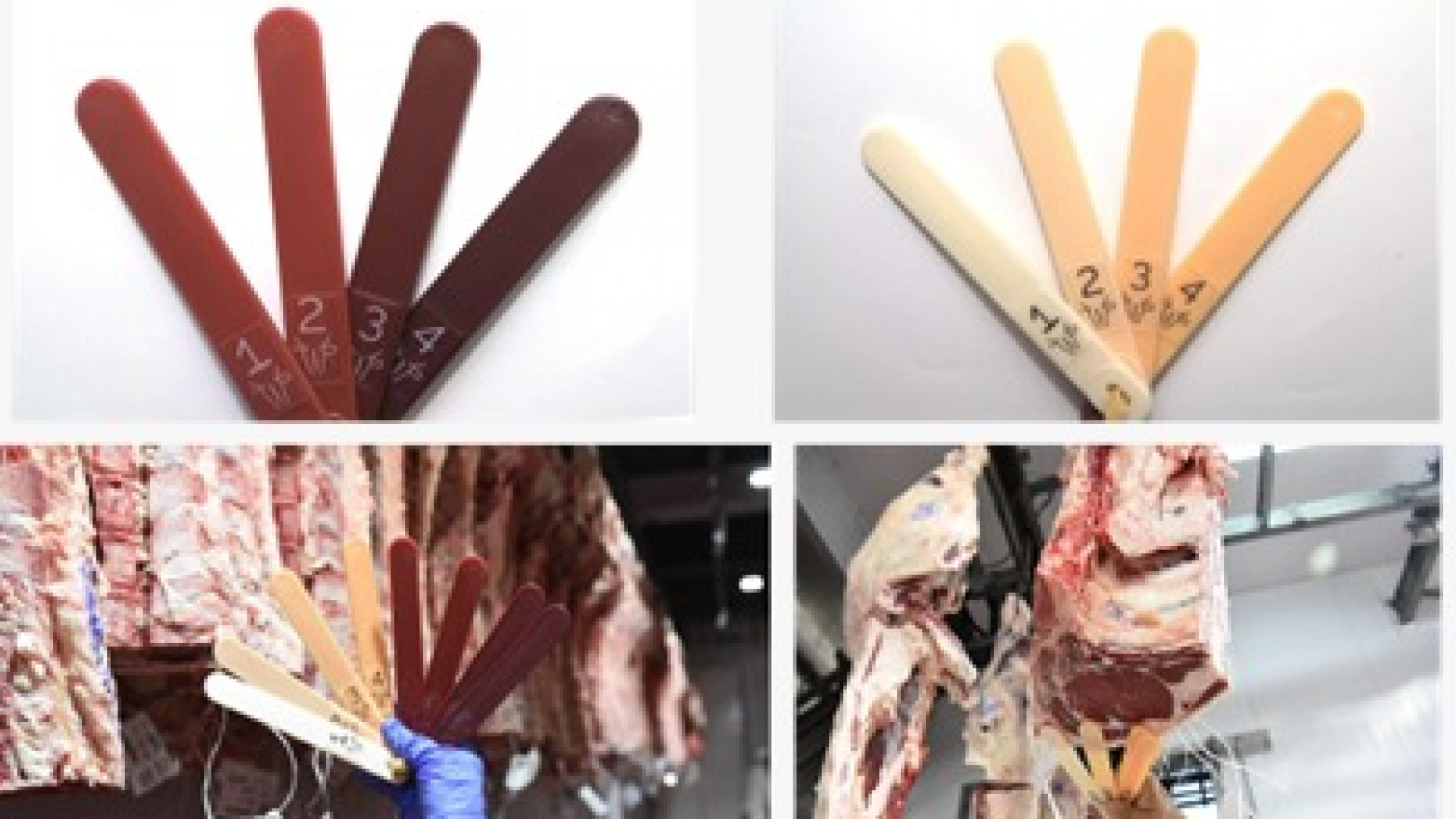 Agricultura moderniza el Protocolo de Tipificación de Calidad de la Carne Vacuna