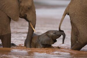 12 de agosto dia mundial del elefante