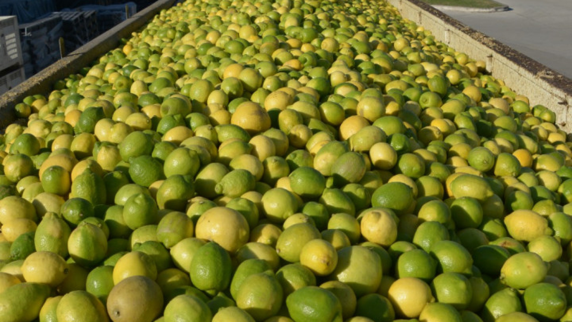 Argentina abrió la exportación a Panamá de cítricos