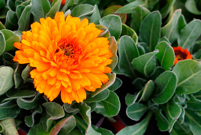 Caléndulas: la flor del sol que atravesó siglos de historia