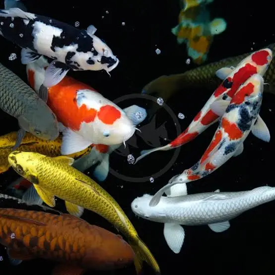 El secreto de las Puertas del Dragón: historia, leyenda y la magia milenaria de los peces Koi