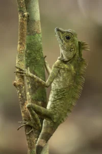 14 de agosto dia mundial del largarto.