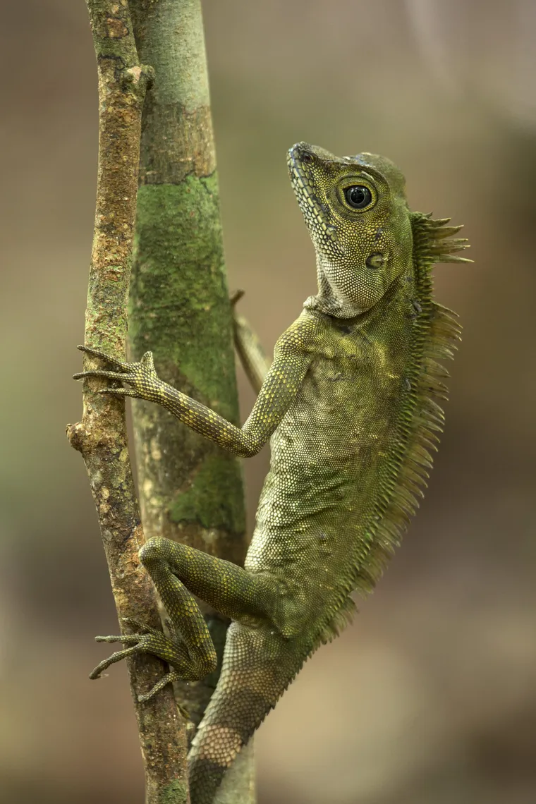 14 de agosto dia mundial del largarto.
