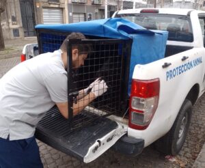 Agentes municipales rescataron una perrita abandonada y con problemas de salud que ya tiene hogar definitivo