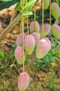 MANGO: LA FRUTA QUE VIAJÓ CON LEYENDAS Y CONQUISTÓ EL MUNDO