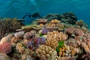 LA GRAN BARRERA DE CORAL: AUSTRALIA