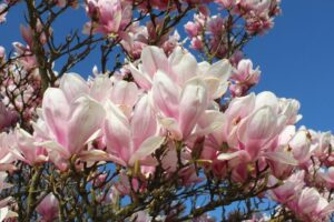 Magnolias: la flor que llegó desde la prehistoria para conquistar los jardines