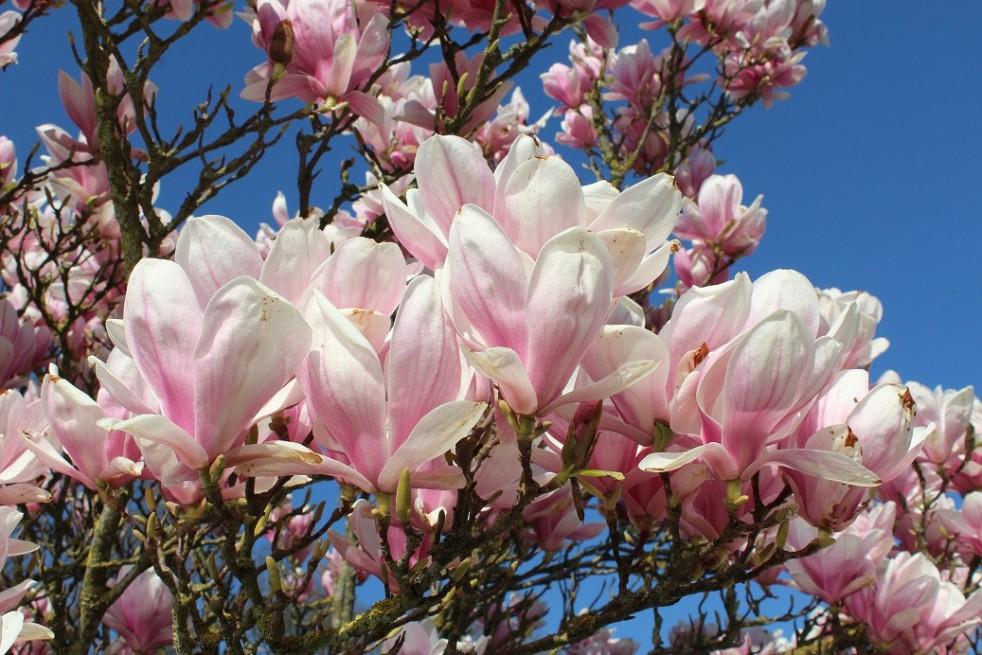 Magnolias: la flor que llegó desde la prehistoria para conquistar los jardines