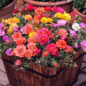 La rosa musgosa: el secreto para recibir la primavera con el jardín (y el balcón) explotado de color