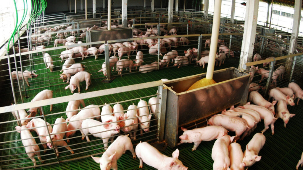La producción porcina creció 12,4% acumulado en agosto y el consumo alcanza valores récord