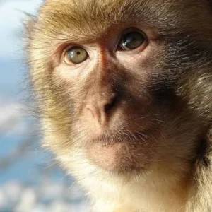 El Día Internacional de los Primates: un viaje por nuestra historia evolutiva