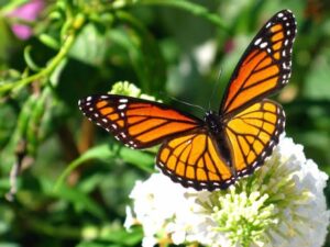Mariposa monarca, la fascinante migración de una especie en peligro
