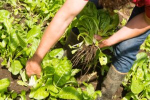 El municipio ofrece nuevos cursos y talleres en la Escuela de Jardinería destinados a toda la comunidad