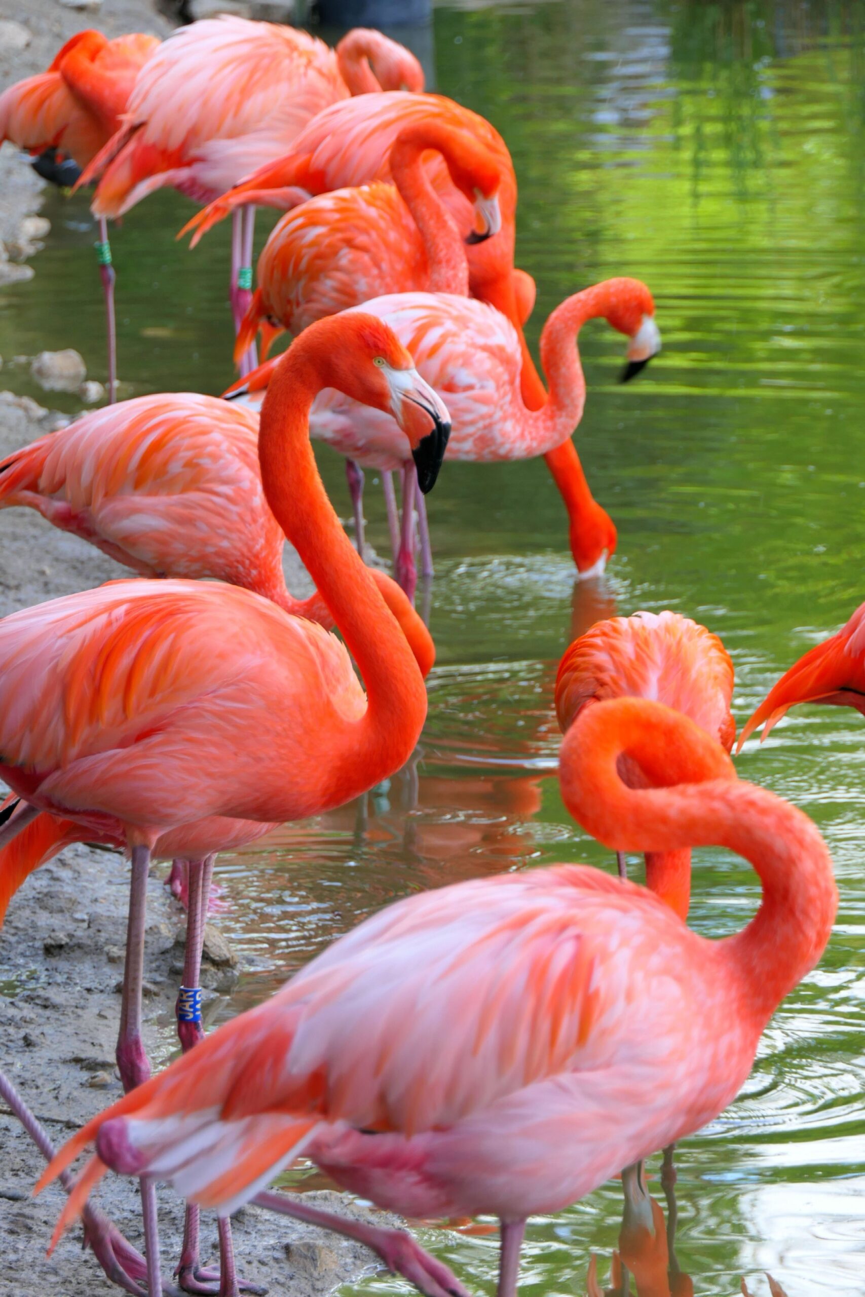 LOS FLAMENCOS NO NACEN ROSAS: EL COLOR ES MAQUILLAJE, DIETA Y SEDUCCIÓN